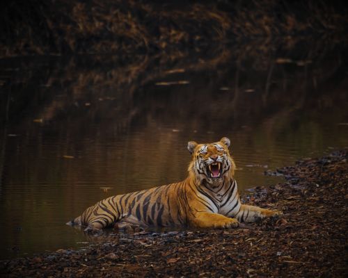 Ranthambore National Park